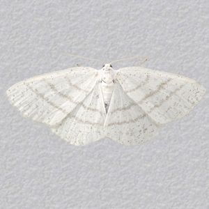 Image of Common White Wave - Cabera pusaria