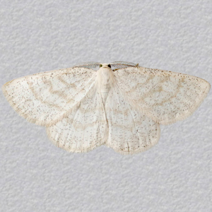 Image of Common Wave - Cabera exanthemata*