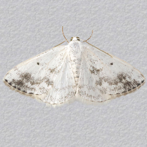 Image of Clouded Silver - Lomographa temerata