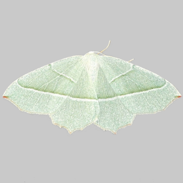 Picture of Light Emerald - Campaea margaritaria