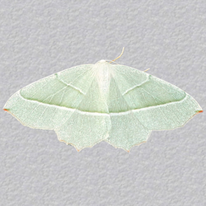 Image of Light Emerald - Campaea margaritaria