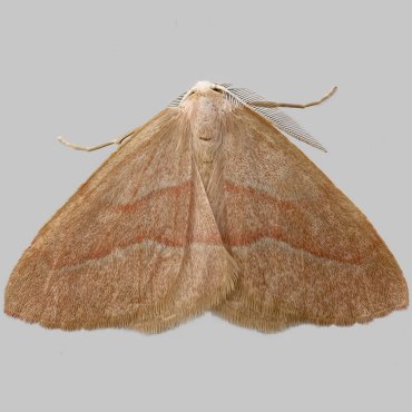 Picture of Barred Red - Hylaea fasciaria