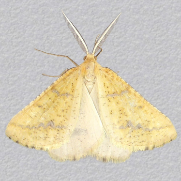 Top - 2