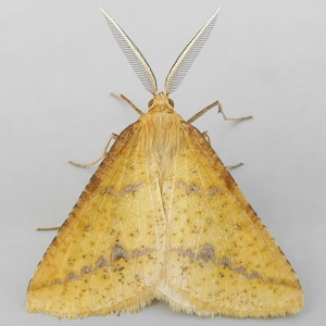 Image of Yellow Belle - Aspitates ochrearia