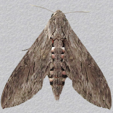 Top - 2