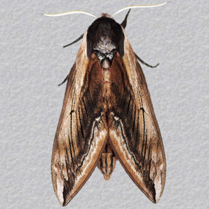 Image of Privet Hawk-moth - Sphinx ligustri