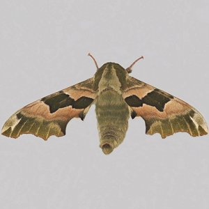 Image of Lime Hawk-moth - Mimas tiliae