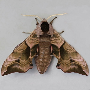 Image of Eyed Hawk-moth - Smerinthus ocellata