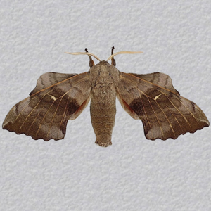Image of Poplar Hawk-moth - Laothoe populi (Male)