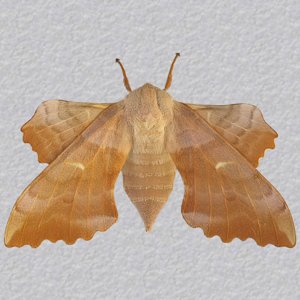 Image of Poplar Hawk-moth - Laothoe populi (Female)