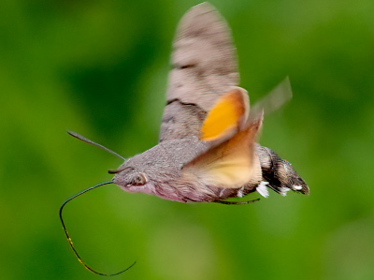 Right profile