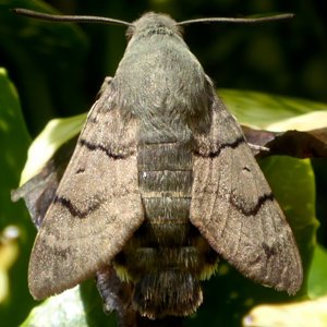 Image of Humming-bird Hawk-moth - Macroglossum stellatarum