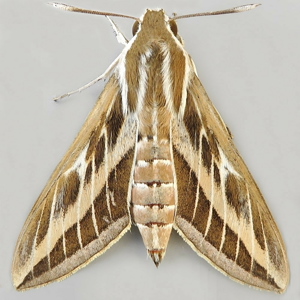 Image of Striped Hawk-moth - Hyles livornica