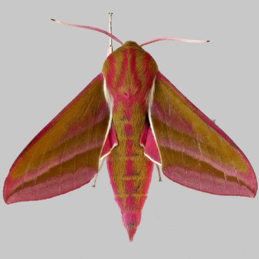 Picture of Elephant Hawk-moth - Deilephila elpenor