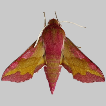 Picture of Small Elephant Hawk-moth - Deilephila porcellus