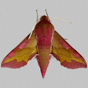 Image of Small Elephant Hawk-moth - Deilephila porcellus