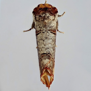 Image of Buff-Tip - Phalera bucephala