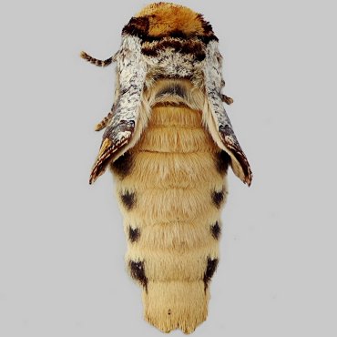 Picture of Buff-Tip - Phalera bucephala