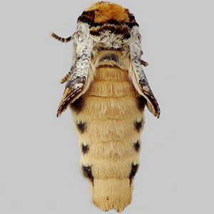 Image of Buff-Tip - Phalera bucephala