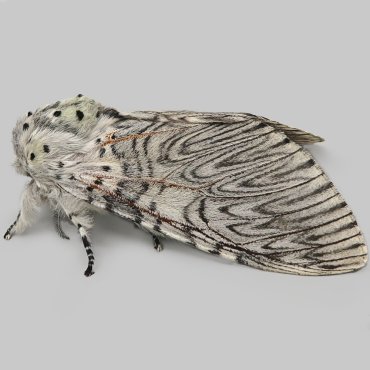 Picture of Puss Moth - Cerura vinula