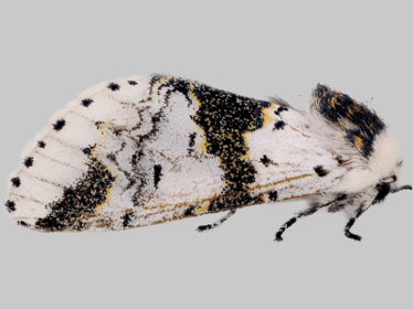 Left profile - 2