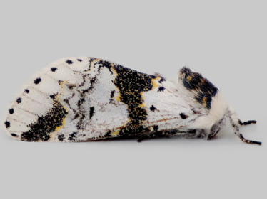 Left profile - 1