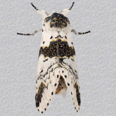 Top - 1