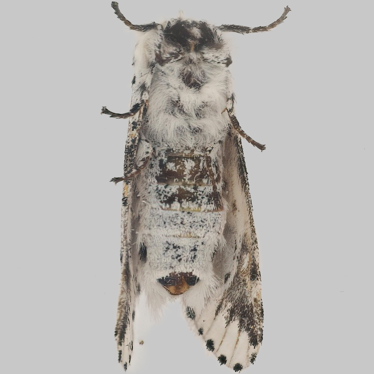 Alternate view