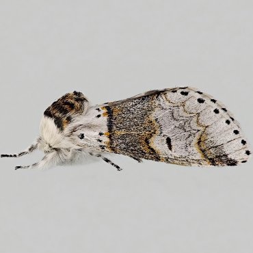 Picture of Sallow Kitten - Furcula furcula*