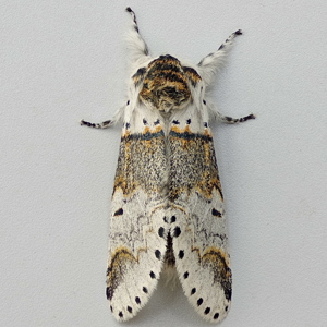 Image of Sallow Kitten - Furcula furcula*