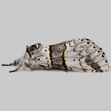 Picture of Poplar Kitten - Furcula bifida*