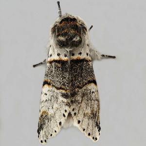 Image of Poplar Kitten - Furcula bifida*