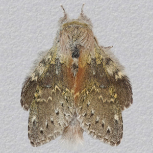 Image of Lobster Moth - Stauropus fagi