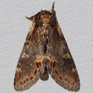 Image of Iron Prominent - Notodonta dromedarius