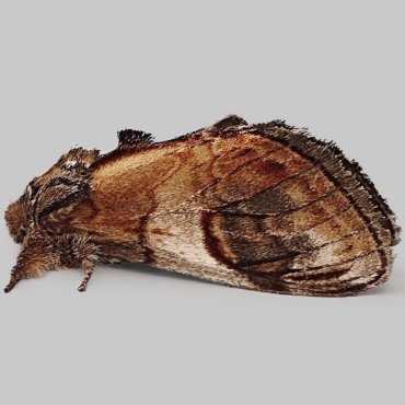 Picture of Pebble Prominent - Notodonta ziczac