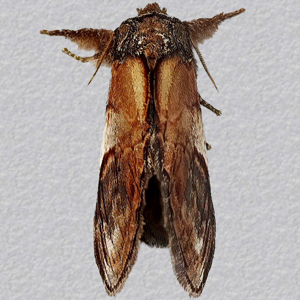 Image of Pebble Prominent - Notodonta ziczac