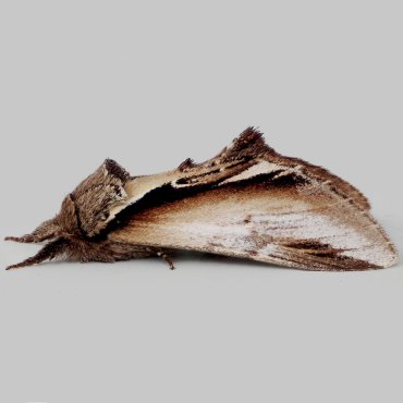 Picture of Lesser Swallow Prominent - Pheosia gnoma