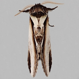 Image of Lesser Swallow Prominent - Pheosia gnoma