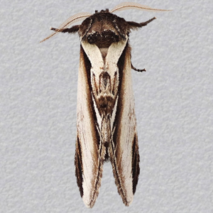 Image of Lesser Swallow Prominent - Pheosia gnoma