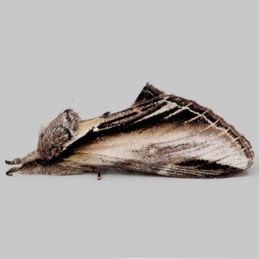 Picture of Swallow Prominent - Pheosia tremula