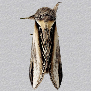 Image of Swallow Prominent - Pheosia tremula