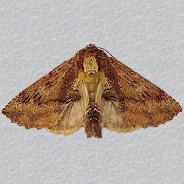 Top - 2