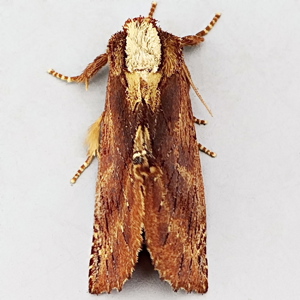 Image of Coxcomb Prominent - Ptilodon capucina