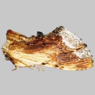 Picture of Maple Prominent - Ptilodon cucullina