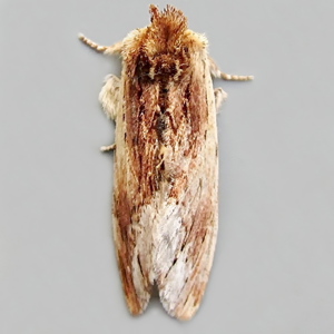 Image of Maple Prominent - Ptilodon cucullina