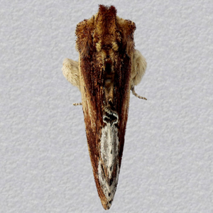 Image of Maple Prominent - Ptilodon cucullina