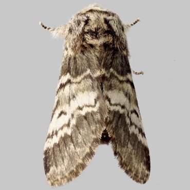 Picture of Lunar Marbled Brown - Drymonia ruficornis