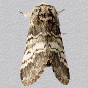 Image of Lunar Marbled Brown - Drymonia ruficornis