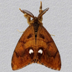 Image of Vapourer - Orgyia antiqua (Male)