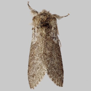 Picture of Pale Tussock - Calliteara pudibunda f. concolor (Male)